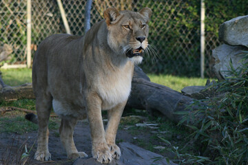 lioness in a zoo in france - obrazy, fototapety, plakaty