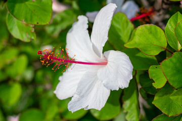 white flowers on a green background