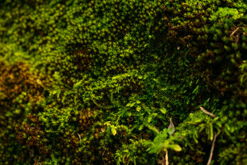 green moss on the stone