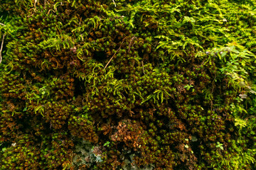 green moss on the stone