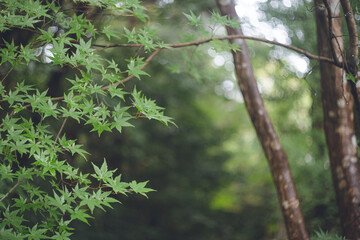 三重県伊勢市にある日本の神社 伊勢神宮境内の森林