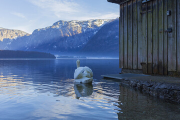 White swan swimming across an Alpine mountain lake near a shore on sunny winter evening