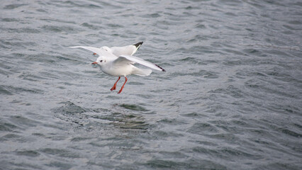 seagull bird city istanbul nature