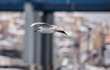 seagull bird city istanbul nature