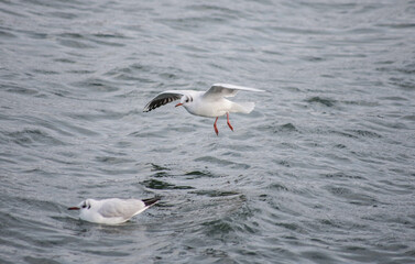 seagull bird city istanbul nature
