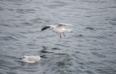 Fototapeta na wymiar seagull bird city istanbul nature