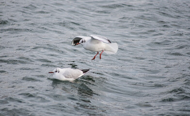 seagull bird city istanbul nature