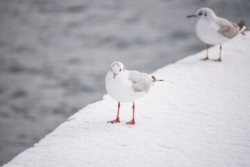 seagull bird city istanbul nature
