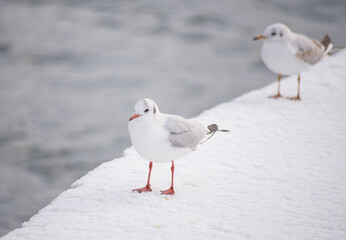seagull bird city istanbul nature