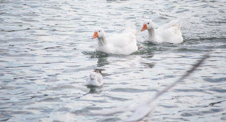 Fototapeta premium goose bird city istanbul nature 