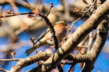 Common Chaffinch perched on a tree branch