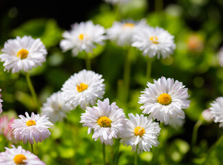 White Bellis daisy meadow. A selective focus bright sunny background photo good for cards, posters, website decoration etc.