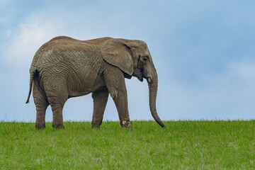 Fototapeta na wymiar African elephant on the green field