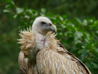 Himalayan vulture closeup portrait