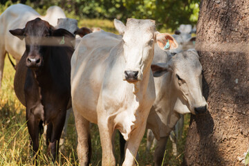 Gados nelore em uma fazenda brasileira no interior de Goiás.