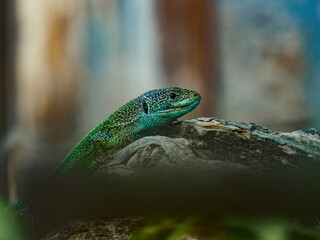 European green lizard