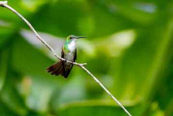 Cute White-chested Emerald hummingbird, Amazilia brevirostris, resting on a branch preening with green foliage blurred in the background.