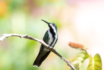 Close up of a female Black-throated Mango hummingbird, Anthracothorax nigricollis, in nature  with a colorful pastel blurred background.