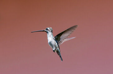 Young white, Long-billed Starthroat hummingbird, Heliomaster longirostris, hovering in the air isolated on a pink background.
