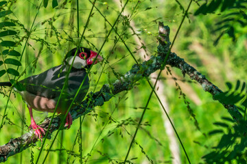 bird on a branch