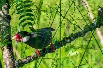 bird on a branch