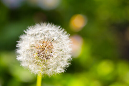 White fluffy dandelion blowball and green grass. A selective focus sunny bright photo with free blank copy space for text. For cards, posters, website decoration etc.