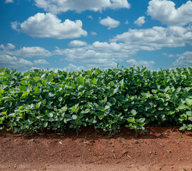 Fototapeta na wymiar Agricultural soy plantation on blue sky - Green growing soybeans plant against sunlight