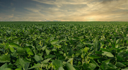 Fototapeta na wymiar Agricultural soy plantation on sunset - Green growing soybeans plant against sunlight