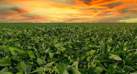 Agricultural soy plantation on sunset - Green growing soybeans plant against sunlight