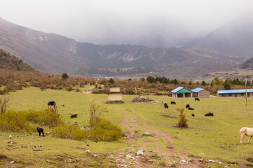 Mountain valley in the Himalayas with houses, yaks and horses