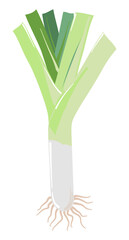 Leek. Vector illustration isolated on white background. Onion with long stem, green leaves, roots. Kitchen drawing, healthy food symbol. Cute hand drawn leek, garden vegetables