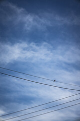 Fototapeta premium Small silhouette of a bird perched on some electric power cables.