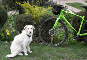 White dog sitting near the green bike. Waiting for a walk with the owner. The dog is a guard. Favorite pet