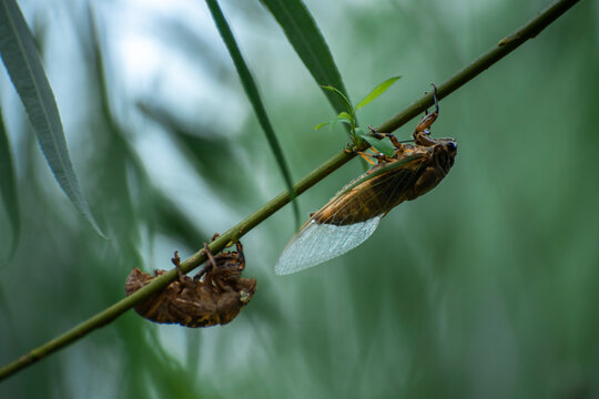 A Cicada On A Branch That Has Just Shed Its Skin