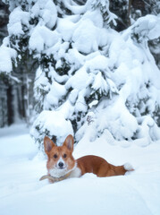 A cute red welsh corgi pembroke puppy dog walking along a snow covered path against the backdrop of a frosty winter forest ander trees