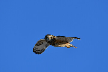 Short-eared owl in flight with spread wings