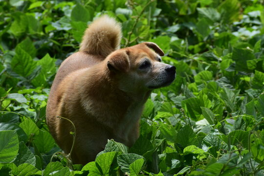 Hunting dog on green nature 