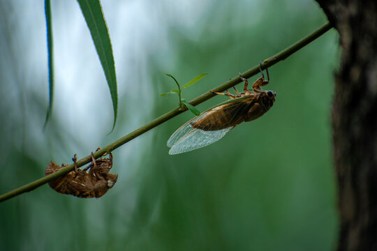 A Cicada On A Branch That Has Just Shed Its Skin