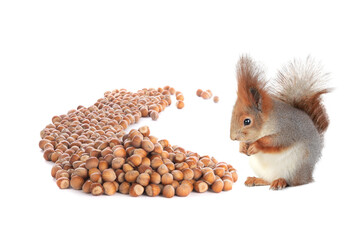 squirrel looks at a lot of hazelnuts isolated on white background © fotomaster
