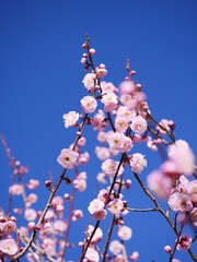 Plum flowers on the branch in bloom, close up. Japanese traditional flowers in spring.

