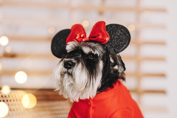 schnauzer dog