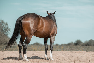 Obraz premium Horse standing on training arena in outdoors, rear view.