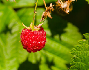 Red ripe raspberry on a branch. Blurred background macro sunny bright photo with free blank copy space for text. For cards, posters, website decoration etc.