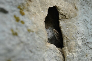 A lizard peeking out from behind the shelter of a stone. The Crimean lizard.