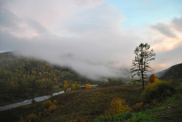 Autumn foggy morning in the Altai mountains. Golden larches stand in a haze, and a river flows from below.