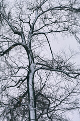A bare tree against a cloudy sky, snow covered on the trunk and branches of a tree, a dramatic silhouette, a winter landscape