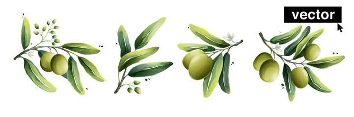 Vector olives watercolor style illustration. Vector illustration of Mediterranean berries, green leaves, flowers, buds, and branches.