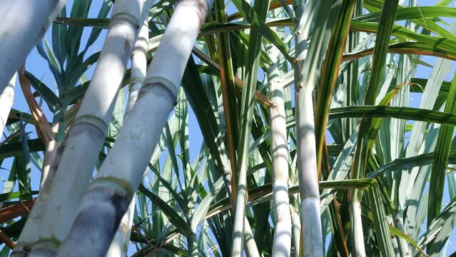 Slow motion scene of sugarcane plantation sugarcane cultivation