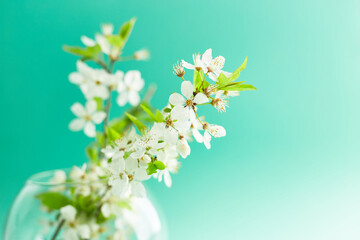Obraz na płótnie Canvas Spring turquoise background with cherry blossom twigs. Blue desktop. top view, frame. Copy space