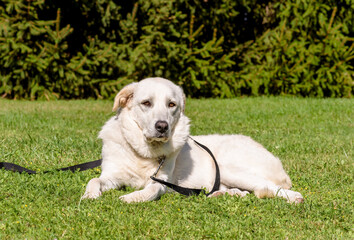 White dog lying down on the grass in the garden.